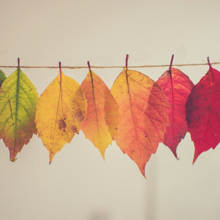 Autumn Leaves Autumn leaves hanging from a string