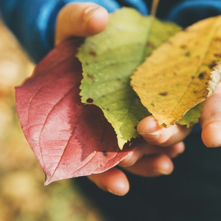 Exploring Nature Red, green and yellow leaves being held by a child.